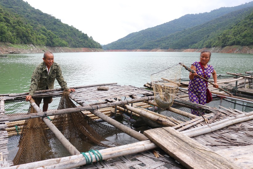 Vợ chồng ông Lô Văn Liên thu hoạch cá trắm.