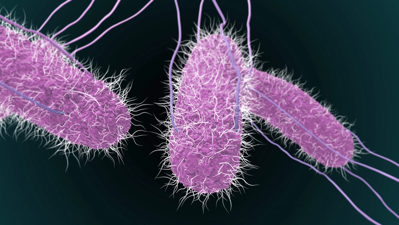 Salmonella là loại vi khuẩn đường ruột không hình thành bào tử, chủ yếu di chuyển bằng roi quanh thân.